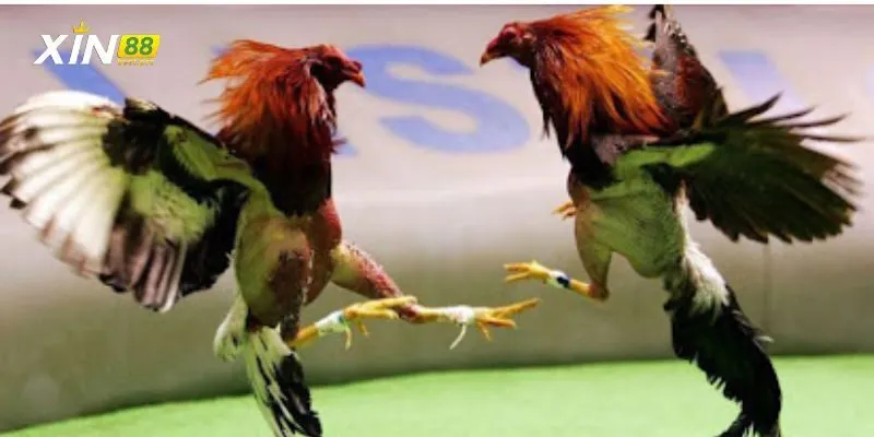 Các loại cựa sắt phổ biến trên thị trường hiện nay