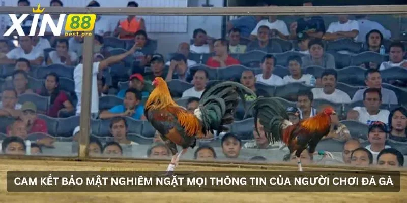 Cam kết bảo mật nghiêm ngặt mọi thông tin của người chơi đá gà