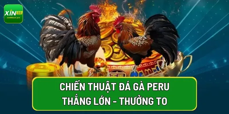Chiến thuật đá gà peru thắng lớn - thưởng to