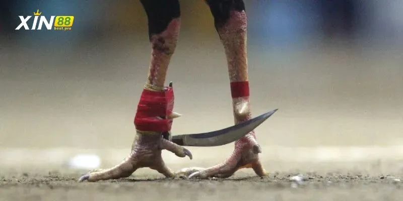 Đá gà cựa dao XIN88 khuynh đảo thị trường đá gà