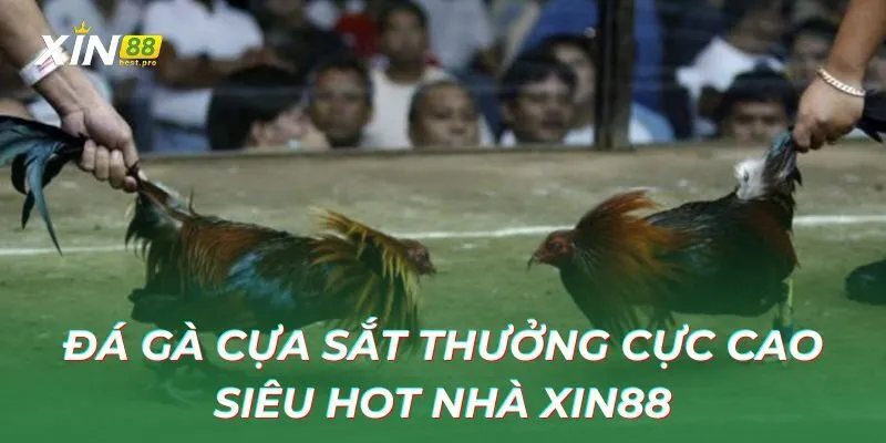 Đá gà cựa sắt thưởng cực cao siêu hot XIN88