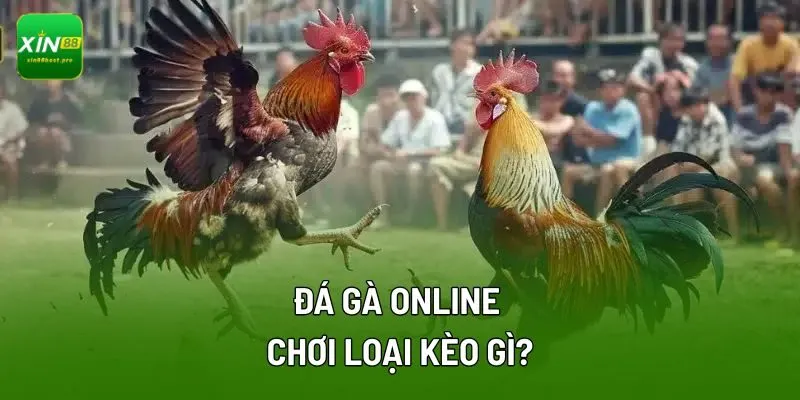 Tại sân chơi đá gà peru phát trực tiếp của XIN88