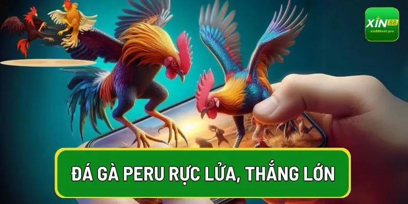 Đá gà peru mang đến trải nghiệm cá cược kịch tính
