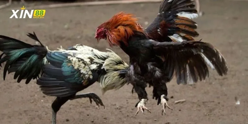 Những bí kíp cược gà cựa dao dành cho người mới chơi