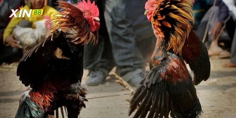 Tham gia cược gà cựa sắt cực kỳ đơn giản