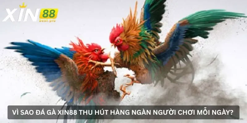 Đá gà XIN88